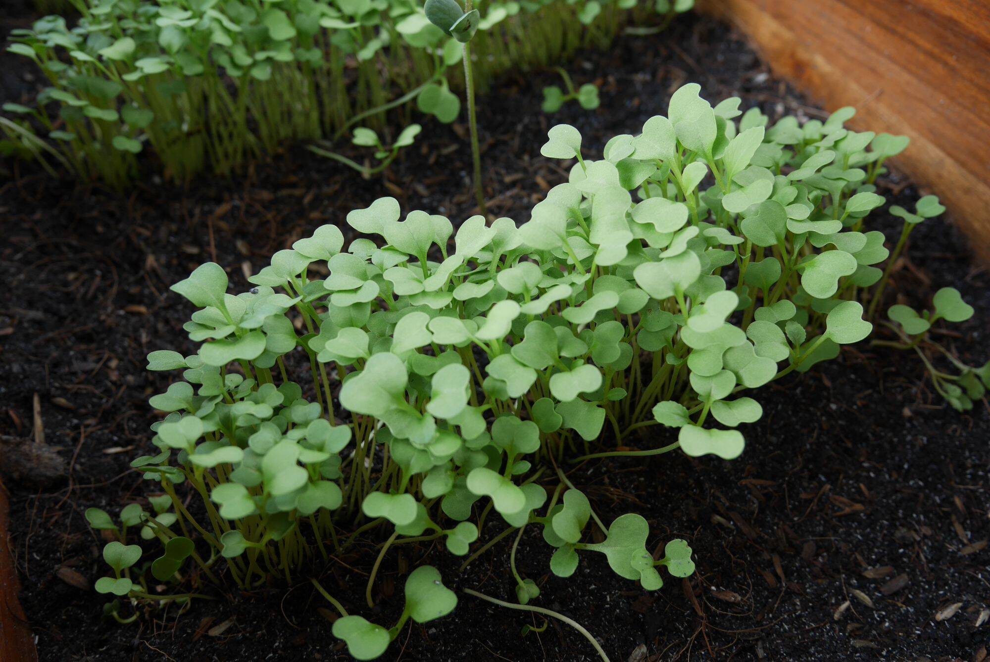 Microgreens growing in a tray